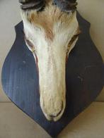 Curiosa bokkengewei bokkenkop bokkenschedel gewei bok 1960, Ophalen of Verzenden