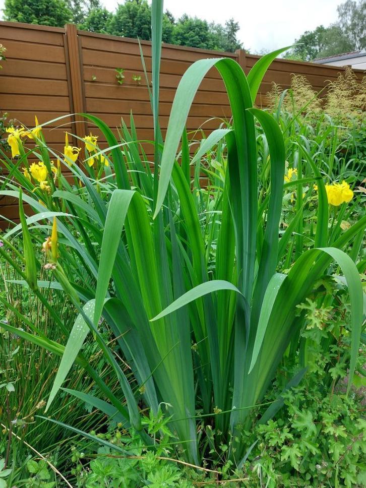 gele lis, vijverplant, bijna gratis, vanaf €1,50, Tuin en Terras, Vijver-toebehoren, Nieuw, Overige typen, Ophalen