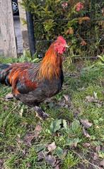 Brahma hanen, Dieren en Toebehoren, Pluimvee, Mannelijk, Kip