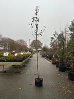 Malus Red Sentinel Sierappelboom, Tuin en Terras, Planten | Bomen, Overige soorten, Lente, 100 tot 250 cm, Ophalen