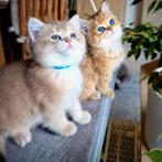 Brits / Britse Korthaar kittens, raszuiver, ingeënt, Dieren en Toebehoren, Gechipt, Meerdere dieren, 0 tot 2 jaar