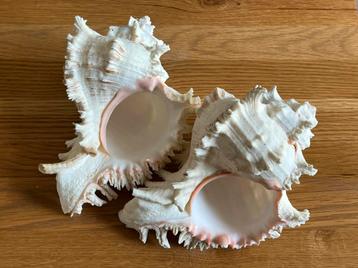 Twee grote krabschelpen AVALON Murex Ramosus Zee schelpen beschikbaar voor biedingen