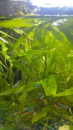 Twee stukjes van  aquarium plant, Dieren en Toebehoren, Ophalen, Zo goed als nieuw, Plant(en), Steen of Hout