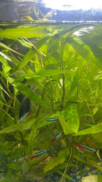 Twee stukjes van  aquarium plant beschikbaar voor biedingen