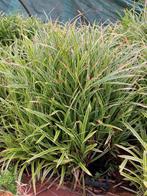 Siergrassen, Ophalen of Verzenden, Vaste plant, Siergrassen, Volle zon