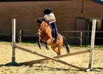 10 jarige grote C pony, Dieren en Toebehoren, Pony's, Merrie, Recreatiepony, L, C pony (1.27m tot 1.37m)