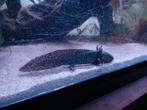 3 axolotl te koop eventueel met aquarium, Dieren en Toebehoren, Reptielen en Amfibieën, Amfibie, 0 tot 2 jaar
