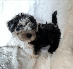 Mini Labradoodle blue merle, Dieren en Toebehoren, Honden | Chihuahua's en Gezelschapshonden, Poedel, Rabiës (hondsdolheid), Reu