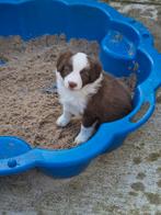 Border Collie pup met NHSB-stamboom (teefje), CDV (hondenziekte), Particulier, Teef, 8 tot 15 weken