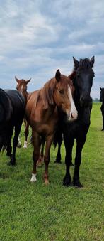 In style x governor hengst, Dieren en Toebehoren, Paarden, Dressuurpaard, Hengst, 3 tot 6 jaar, Gechipt