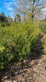 Ilex crenata Green Hedge. Diverse maten, Haag, Ophalen, Hulst