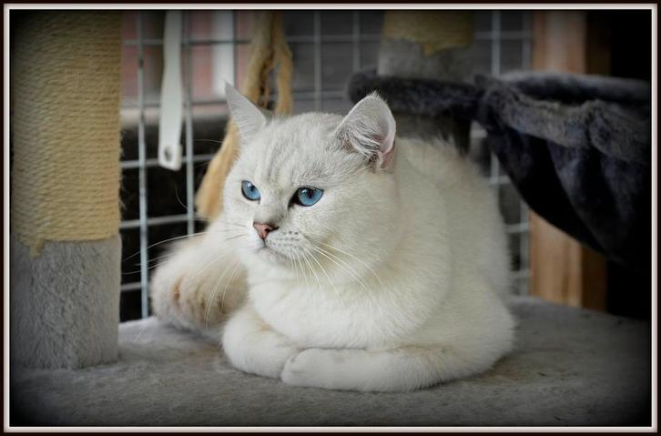 Prachtige britse korthaar dekkater, Dieren en Toebehoren, Katten en Kittens | Dekkaters