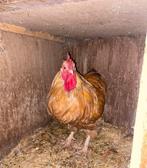 prachtige oprington haan, Dieren en Toebehoren, Pluimvee, Mannelijk, Kip