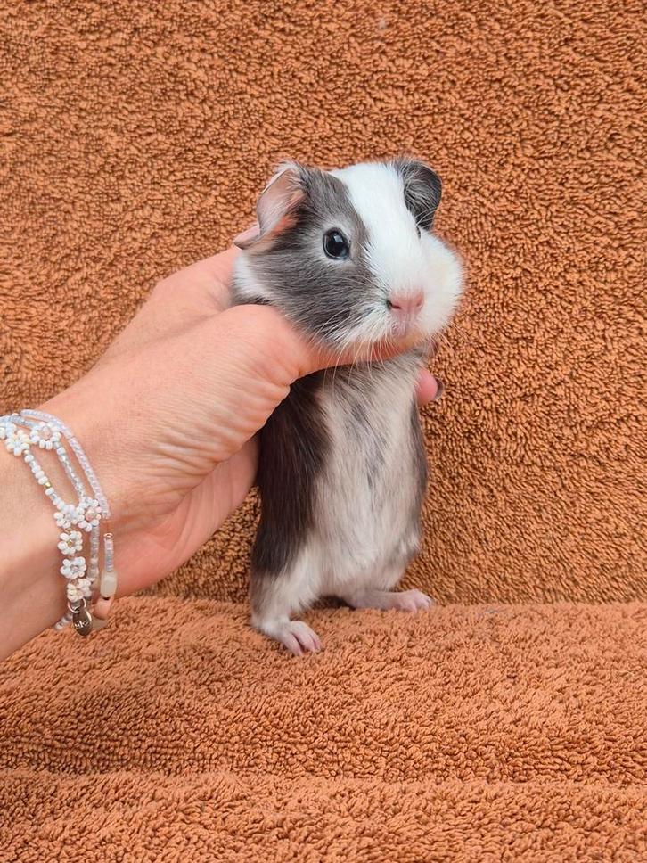 Blauw zilvervos bont gladhaar beertje zeldzaam bijzonder, Dieren en Toebehoren, Knaagdieren, Mannelijk, Cavia, Augustus, Tam