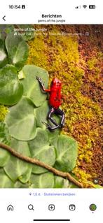 0.3.0 Oophaga pumilio bluejeans, Dieren en Toebehoren, Hagedis, 0 tot 2 jaar