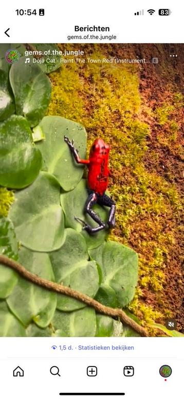 0.3.0 Oophaga pumilio bluejeans beschikbaar voor biedingen