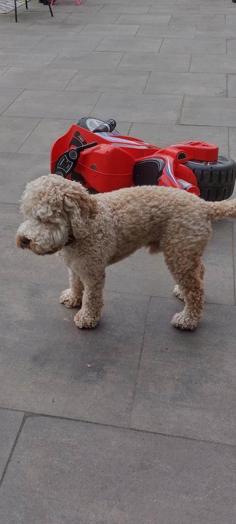 Medium doodle dekreu abrikoos, Dieren en Toebehoren, Honden | Dekreuen, Reu, Particulier, Eén hond, Nederland, 1 tot 2 jaar