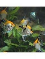 maanvis koi 3-4 cm €7,50, Vis, Zoetwatervis