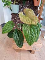 anthurium luxurians x radicans, Ophalen of Verzenden, Overige soorten, Minder dan 100 cm