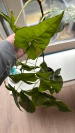 Syngonium Pink Splash, Huis en Inrichting, Kamerplanten, Overige soorten, Minder dan 100 cm, Groene kamerplant, Halfschaduw