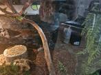 Python net terrarium, Dieren en Toebehoren, Slang, Met terrarium, 0 tot 2 jaar