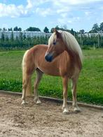 Super knappe grote haflinger ruin onbeleerd, Gechipt, Minder dan 160 cm, Ruin, 3 tot 6 jaar