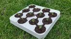 Zaaipotjes in tray, zaaibakjes, doos met 140 trays, nieuw, Ophalen of Verzenden, Nieuw, Kweekbak
