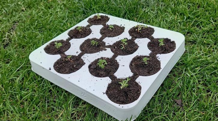 Zaaipotjes in tray, zaaibakjes, doos met 140 trays, nieuw, Tuin en Terras, Kweekspullen, Nieuw, Kweekbak, Ophalen of Verzenden