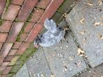 Hollandse kriel hannen, Dieren en Toebehoren, Pluimvee, Mannelijk, Kip