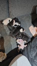 Franse buldogg puppy's, Dieren en Toebehoren, Honden | Bulldogs, Pinschers en Molossers, CDV (hondenziekte), 8 tot 15 weken, Bulldog