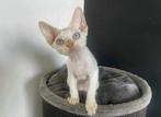 Devon rex kitten, Dieren en Toebehoren, Katten en Kittens | Raskatten | Korthaar, Kater
