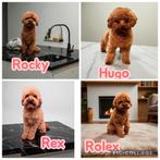 toy poedel/toypoedel/dwerg poedel/dwergpoedel dekreutjes, Dieren en Toebehoren, Fokker | Hobbymatig, Rabiës (hondsdolheid), Reu