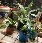 Groene kamer plant , spathiphyllum, lepelplant, lepel plant, Huis en Inrichting, Kamerplanten, Overige soorten, In pot, Minder dan 100 cm