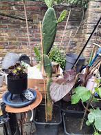 Zeer grote cactus, Ophalen, Zomer, Overige soorten, Volle zon