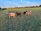 Ramlammeren en ooi, Dieren en Toebehoren, Schapen, Geiten en Varkens, Meerdere dieren, Schaap
