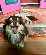 Dekreu te huur, Reu, Parvo, Eén hond, Chihuahua