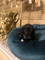 Beagle x toy poedel pups, Poedel, 8 tot 15 weken, Parvo, Meerdere dieren