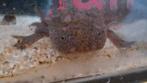 Axolotl plus aquarium, Dieren en Toebehoren, Schildpad