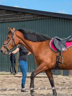 4 jarige merrie, Merrie, Gechipt, Zadelmak, 3 tot 6 jaar