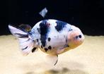Ranchu & oranda incl aquarium., Dieren en Toebehoren, Vis