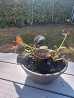 Plant in pot, Ophalen, Overige soorten, In pot, Minder dan 100 cm