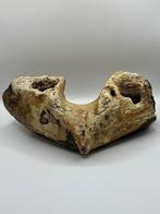 Wolharige Mammoet kin Noordzee, Verzamelen, Mineralen en Fossielen, Ophalen of Verzenden, Fossiel