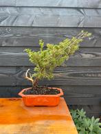 Bonsai Juniperus 1, Bloeit niet, Halfschaduw, Minder dan 100 cm, Overige soorten