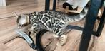 SPOED ️️100% Bengaalse kittens mini panters katers bengaal, Dieren en Toebehoren, Katten en Kittens | Overige Katten, Meerdere dieren