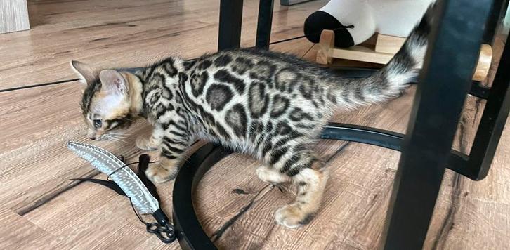 SPOED ️️100% Bengaalse kittens mini panters katers bengaal, Dieren en Toebehoren, Katten en Kittens | Overige Katten, Kortharig