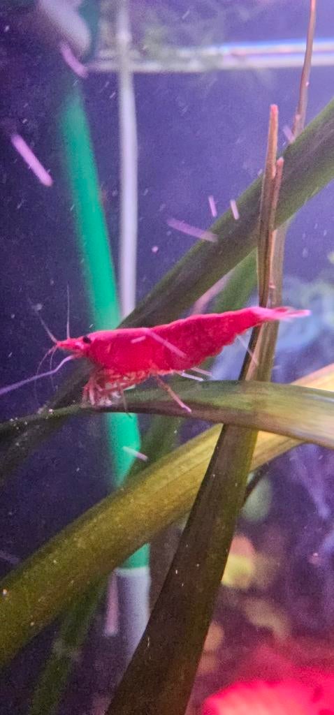 Bloody Marry garnalen Neocaridina op kraanwater, Kreeft, Krab of Garnaal, Zoetwatervis, Schoolvis