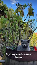 Britse koorthaar kater 6 maanden oud, Dieren en Toebehoren, Kater