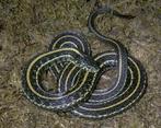 Gezocht nakweek kousenbandslangen Thamnophis Radix, Slang, Tam, 0 tot 2 jaar