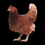 JONGE BRUINE LEGHENNEN. INNAME OUDE MOGELIJK, Dieren en Toebehoren, Vrouwelijk, Kip
