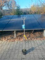 Blauwe regen wisteria prolific geënte struiken, Tuin en Terras, Ophalen, Overige soorten, 100 tot 250 cm